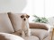 Wire,Haired,Jack,Russell,Terrier,Puppy,On,The,Beige,Textile