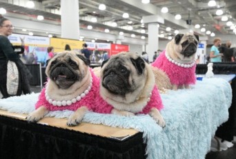 MeetTheBreeds_Pug