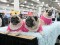 MeetTheBreeds_Pug