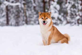 Winter,Photos,Of,A,Dog.,Shiba,Inu.