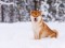 Winter,Photos,Of,A,Dog.,Shiba,Inu.