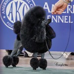 GCH. Hillwood Dassin The House Of Fendi