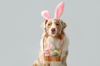 Cute,Australian,Shepherd,Dog,In,Bunny,Ears,With,Basket,Of
