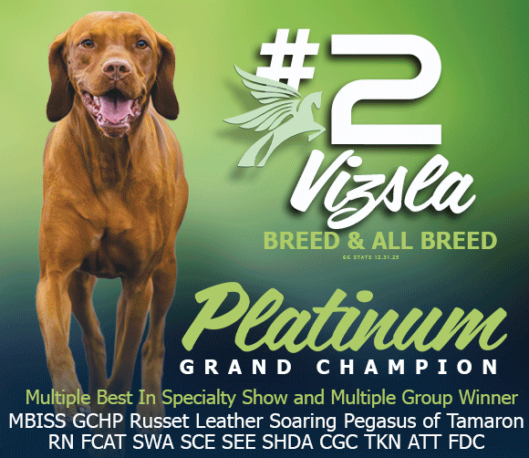 27 McClintock_0126_Vizsla