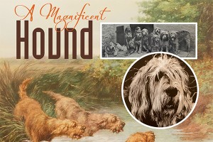 F A Magnificent Hound