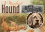 F A Magnificent Hound F A Magnificent Hound