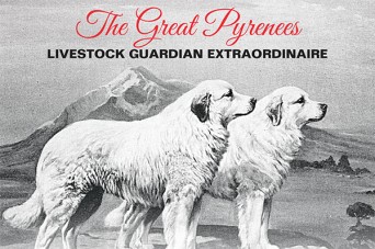 F The Great Pyrenees