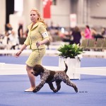 Lagotti_Kan-Trace-Checkmate