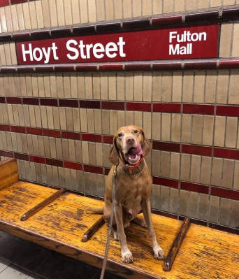 609789474_2622137758142719_8314499637028346568_n