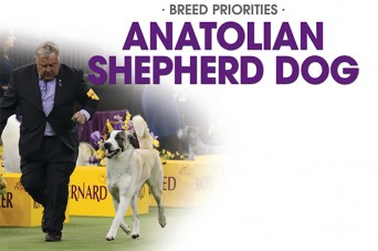 F BP Anatolian Shepherd