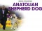 F BP Anatolian Shepherd