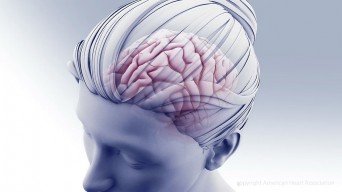 Head and brain illustration_41c67820-a325-4344-9d90-ae6702ca11cc-prv