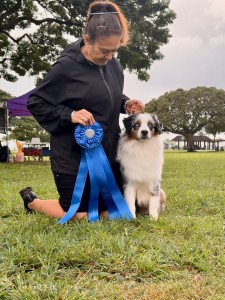 Kickinauss Luscious Stylin N Blue@Manestreet