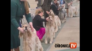 RenisanceClusde copy