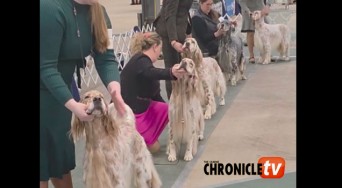 RenisanceClusde copy