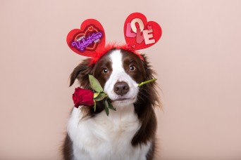 Adorable,Border,Collie,Dog,Sitting,With,Present,Surrounding,With,Red
