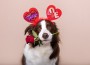 Adorable,Border,Collie,Dog,Sitting,With,Present,Surrounding,With,Red