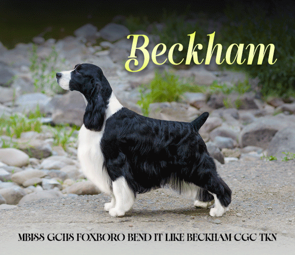 29 BeckhamBulkey_GIF_update