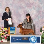 AB-GCH.-Harewood-Royall-T’s--Praise-The-Lowered-SL