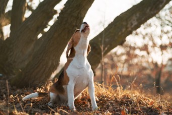 Howling,Dog.,Beagle,Breed,Dog,Sitting,On,His,Back,Legs