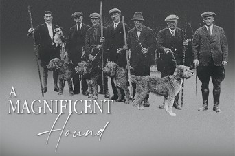 F A Magnificent Hound