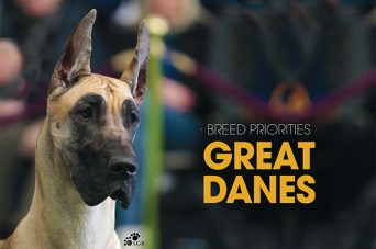 F BP Great Danes