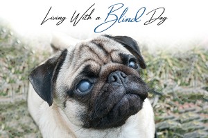 F Living With A Blind Dog