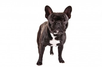 French Bulldog standing on a white background.
