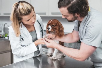 Gallant- Veterinarian examines dog in clinic