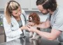 Gallant- Veterinarian examines dog in clinic