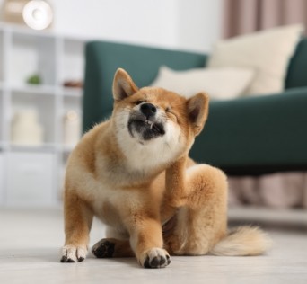 Cute,Shiba,Inu,Dog,On,Floor,Indoors