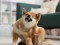 Cute,Shiba,Inu,Dog,On,Floor,Indoors