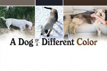 F A Dog of a Different Color