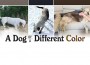 F A Dog of a Different Color