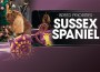 F BP Sussex Spaniel