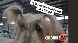 Briard copy