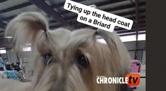 Briard copy