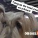 Briard copy