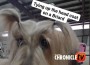 Briard copy