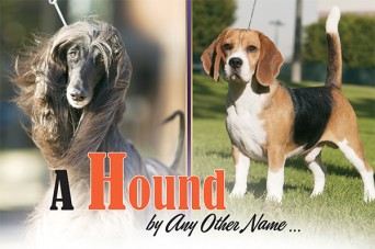 F A Hound