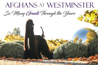 F Afghans at Westminster