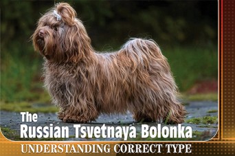 F Russian Tsvetnaya Bolonka