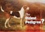 F The Oldest Pedigree