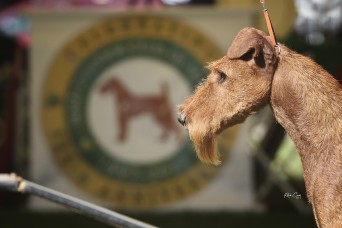 IrishTerrier