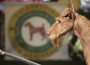 IrishTerrier
