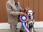 N'Spird N Rycroft's Royal Bear N