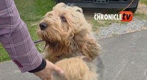 Otterhound