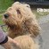 Otterhound