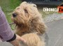 Otterhound