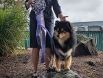 Wyntre's Reaching New Heights At Howling Hollow